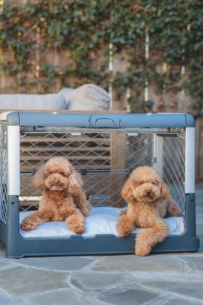 Competitor ad: modern pet crate